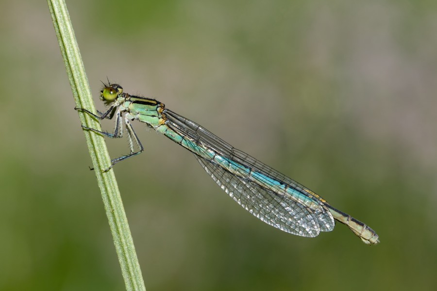 Erythromma lindenii 3(loz)