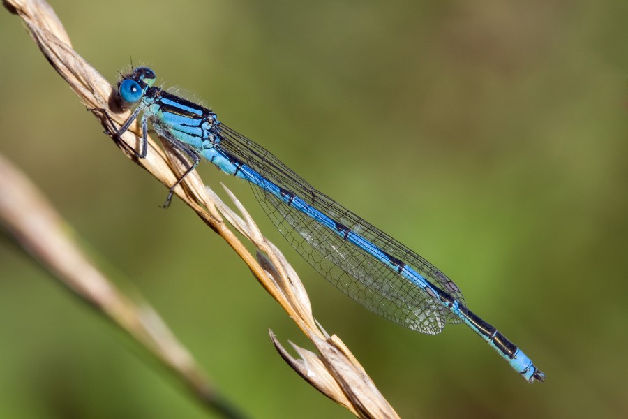 Erythromma lindenii 5(loz)
