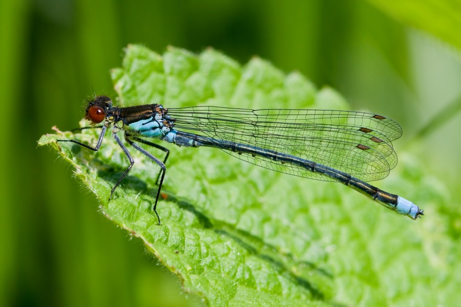Erythromma najas 4(loz)