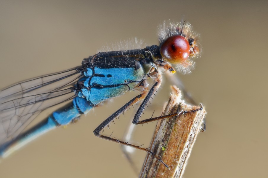 Erythromma viridulum at sunset (8068627760)