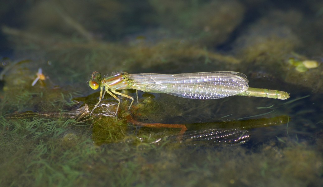 ErythrommaViridulumMould