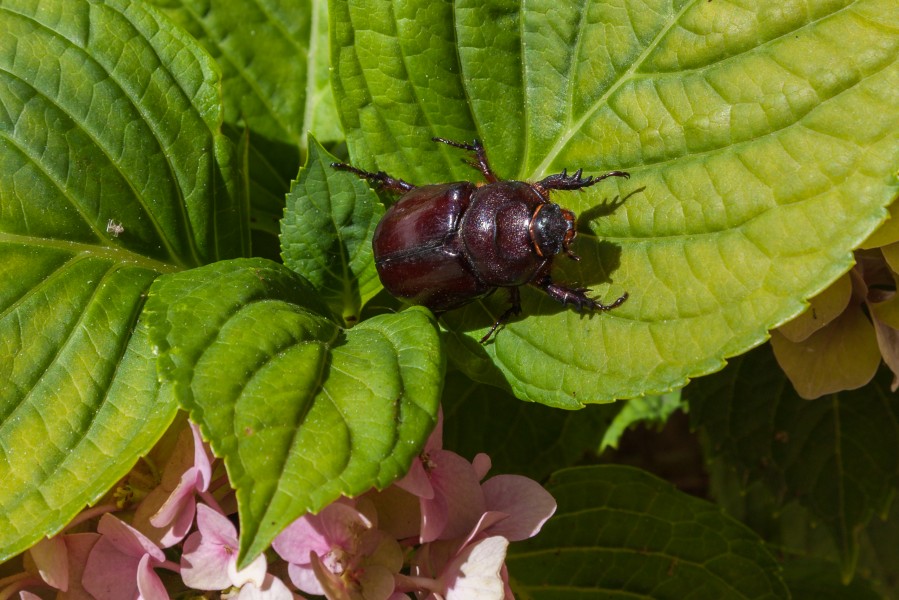 Escarabajo rinoceronte hembra (Oryctes Nasicornis), Calatayud, Aragón, España, 2014-07-11, DD 06