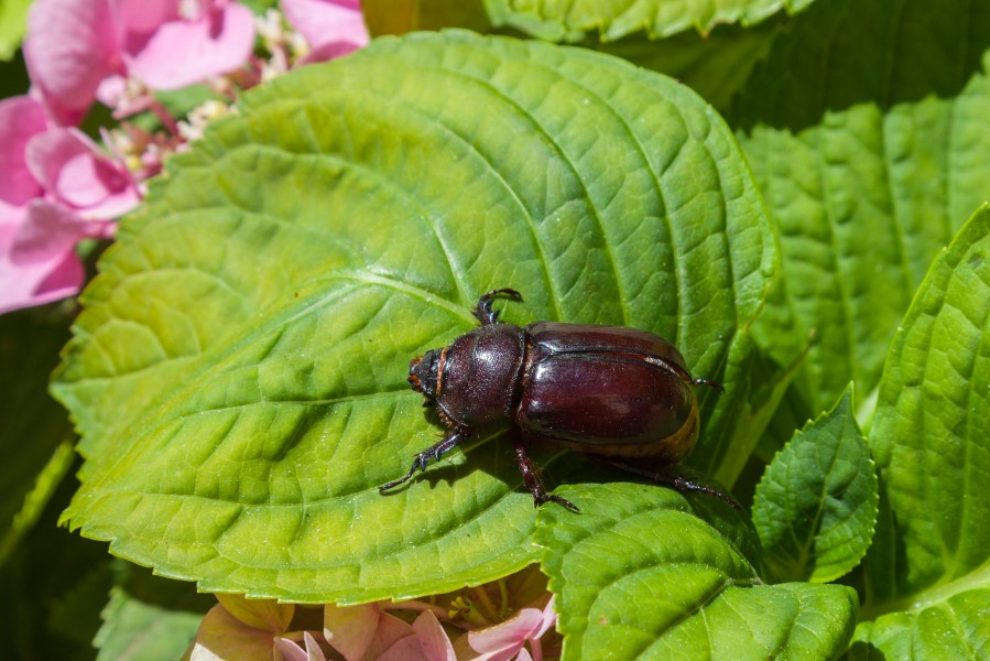 Escarabajo rinoceronte hembra (Oryctes Nasicornis), Calatayud, Aragón, España, 2014-07-11, DD 07