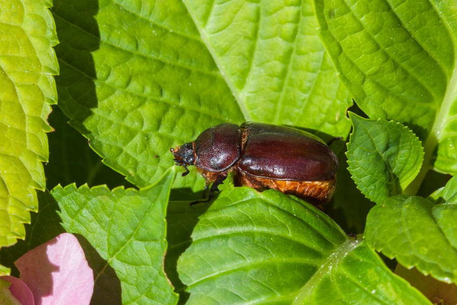 Escarabajo rinoceronte hembra (Oryctes Nasicornis), Calatayud, Aragón, España, 2014-07-11, DD 09