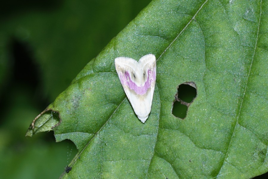 Eublemma moth 5935