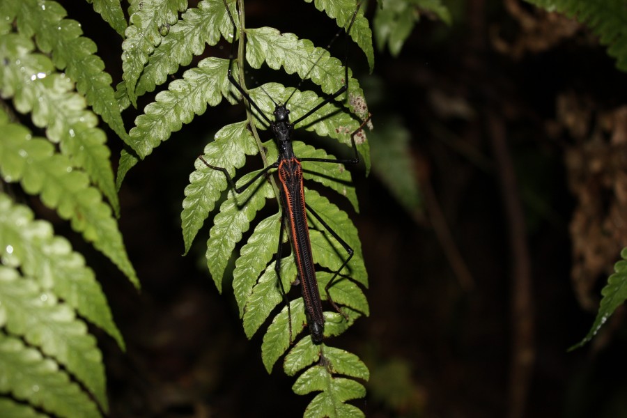 Eucles bifasciatus Redtenbacher, 1906