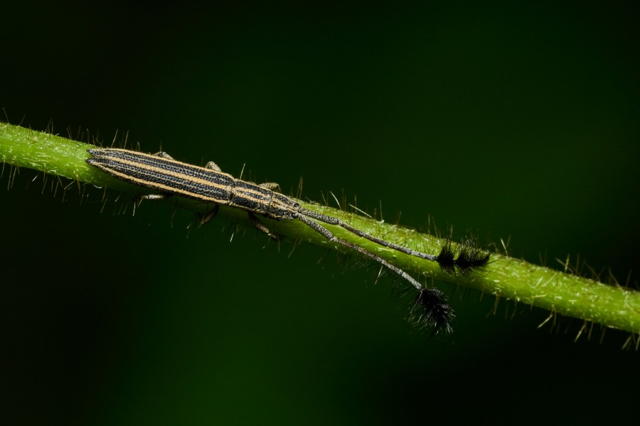 Eucomatocera vittata-Kadavoor-2017-06-02-001