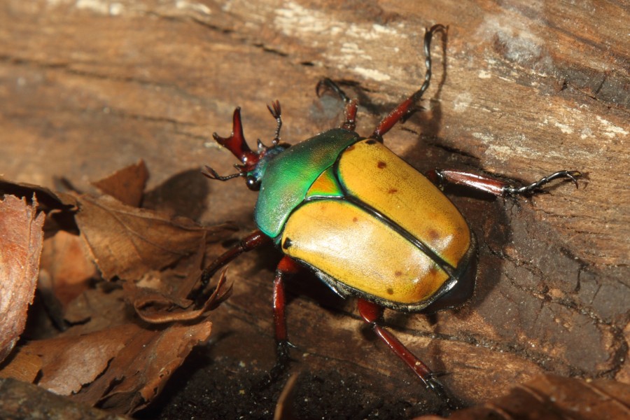 Eudicella smithi -Diergaarde Blijdorp-8a