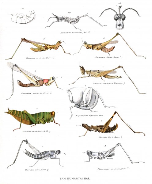 Eumastacidae Genera Insectorum