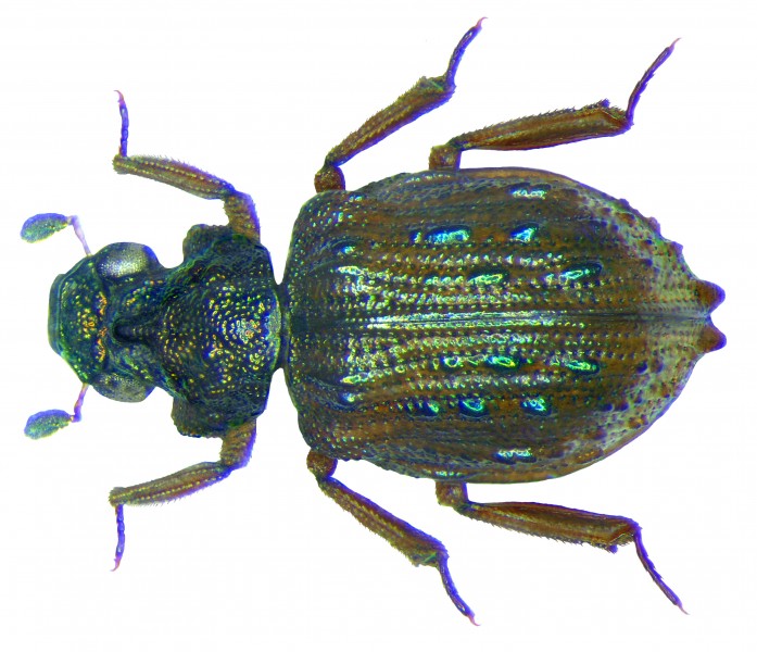 Eumetopus flavidulus Sharp, 1889 (3077728368)