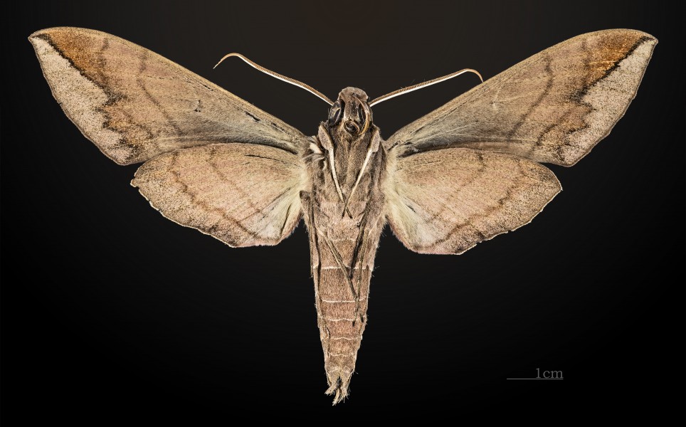 Eumorpha analis MHNT CUT 2010 0 8 Santa Catarina ventral