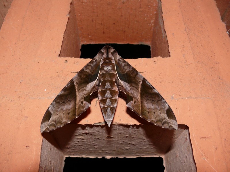 Eumorpha anchemolus, Kourou