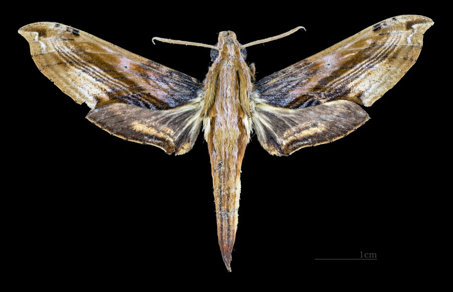 Eupanacra metallica MHNT CUT 2010 0 127 Chiang Mai male dorsal