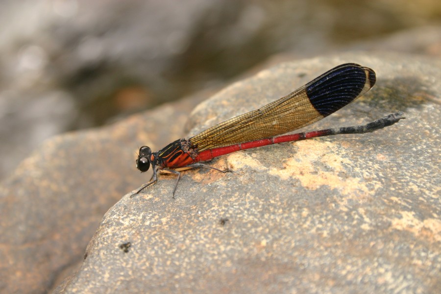 Euphaea dispar - Davidraju IMG 5408