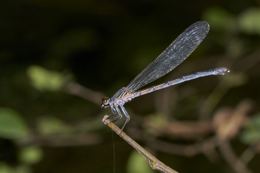 Euphaea fraseri-Aralam-2016-10-29-004