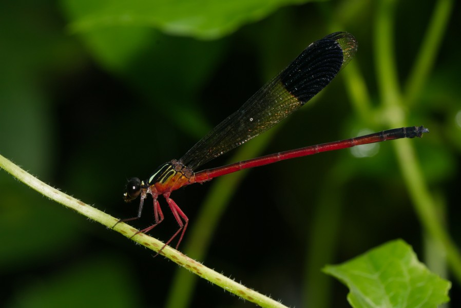 Euphaea fraseri-Kadavoor-2016-06-14-002