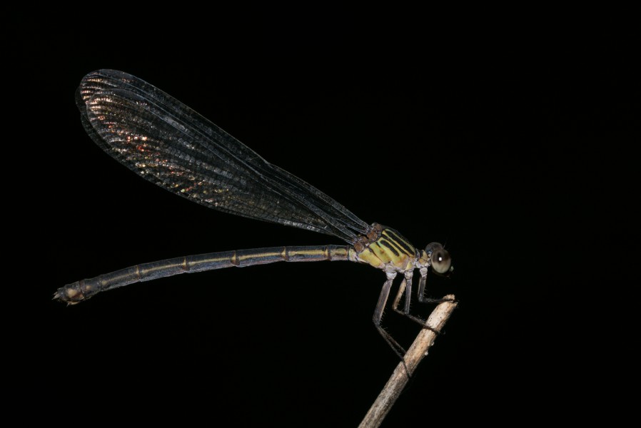 Euphaea fraseri-Kadavoor-2016-06-18-001