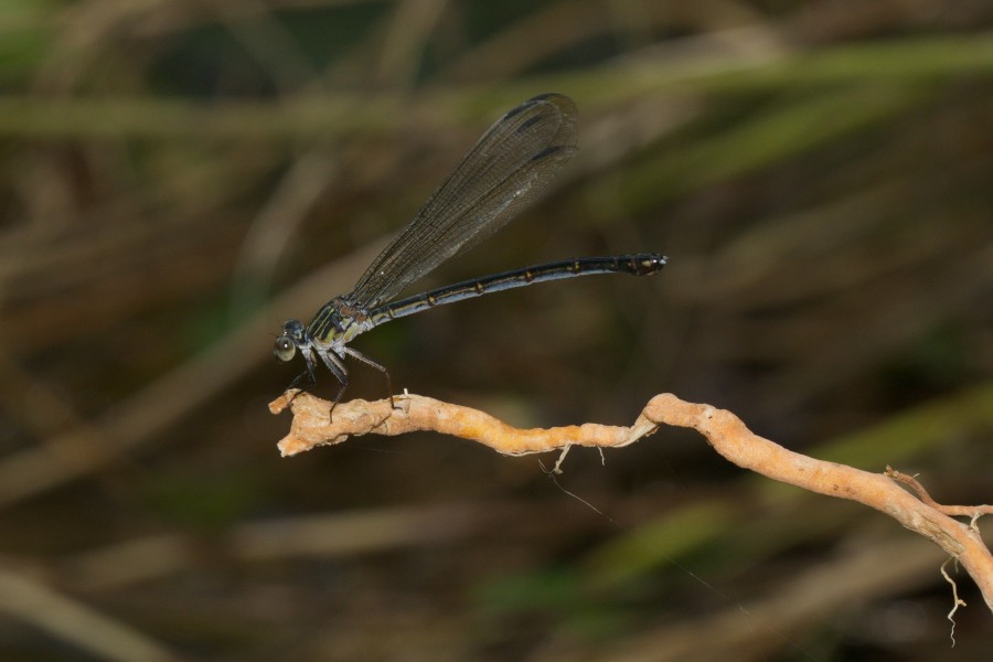 Euphaea fraseri-Kadavoor-2016-06-25-002