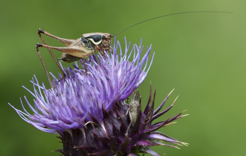 Eupholidoptera sp
