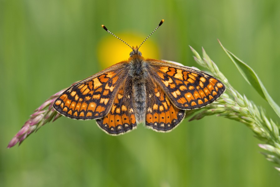 Euphydryas aurinia.