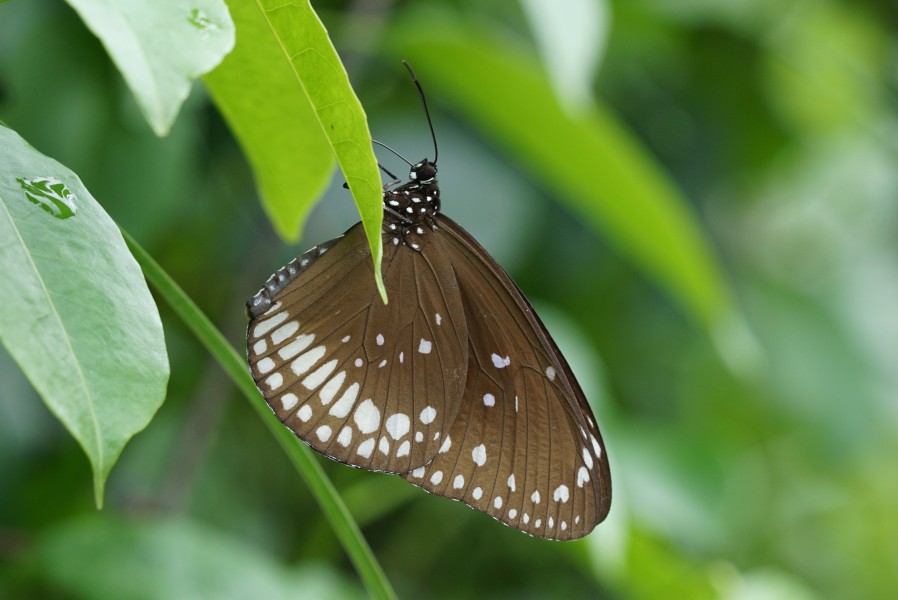 Euploea core 07761