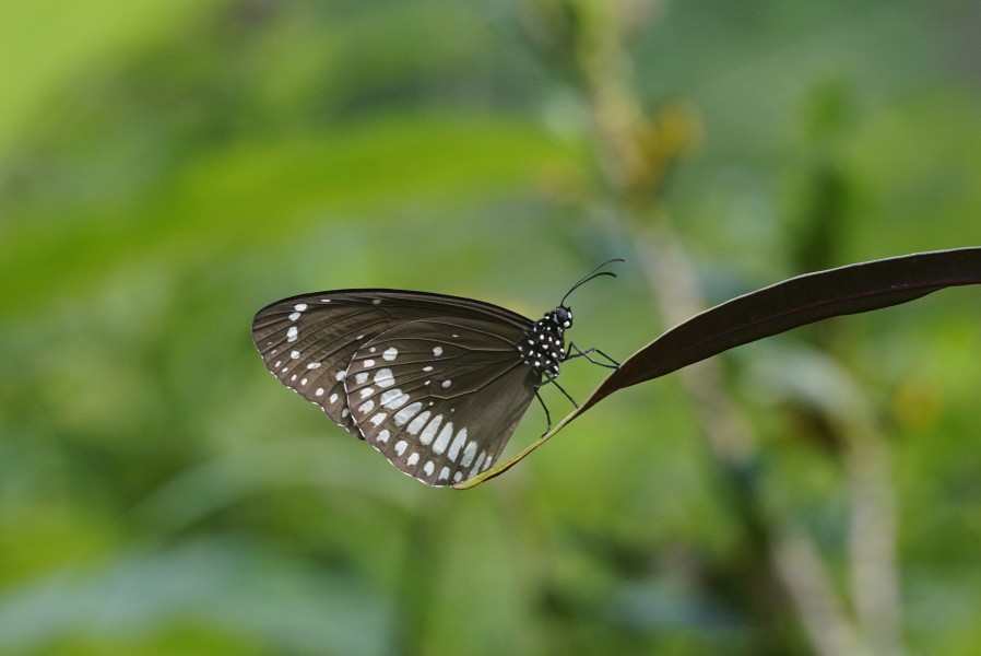 Euploea core 5434