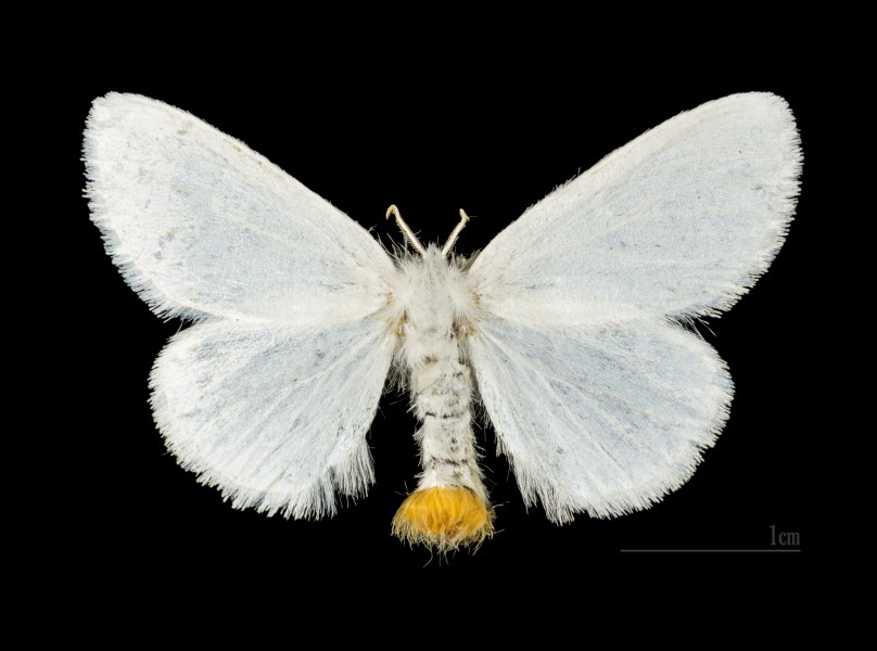 Euproctis similis MHNT.CUT.2012.0.357. Les Mathes female