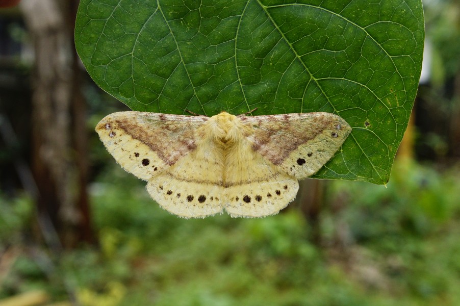 Eupterote sp 9841
