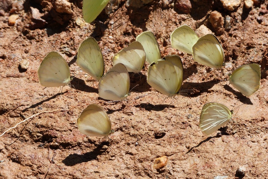 Eurema sp.1
