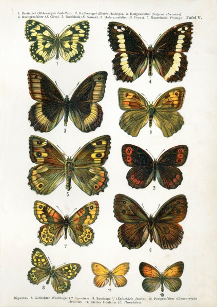 European-butterfly 056-V