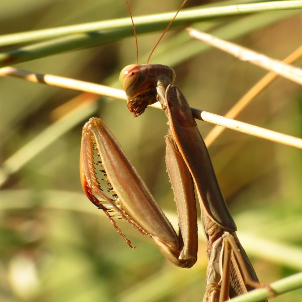 European Mantis (15485003963)