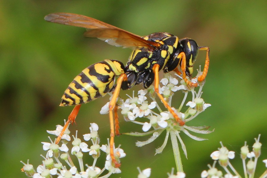 European Paper Wasp, Polistes dominula - Saanichton, British Columbia