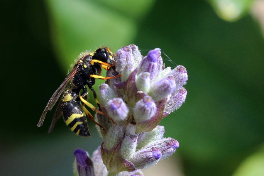European potter wasp (Ancistrocerus gazella)
