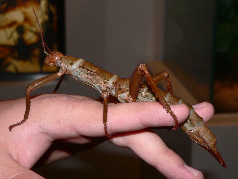 Eurycantha calcarata