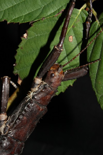 Eurycantha calcarata - portrait of am male 1