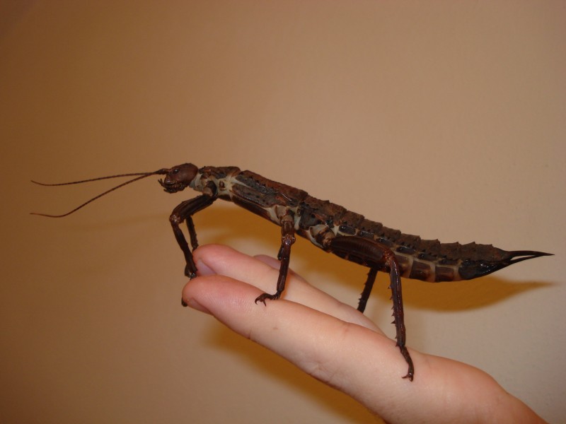 Eurycantha calcarata (female, fifth instar)