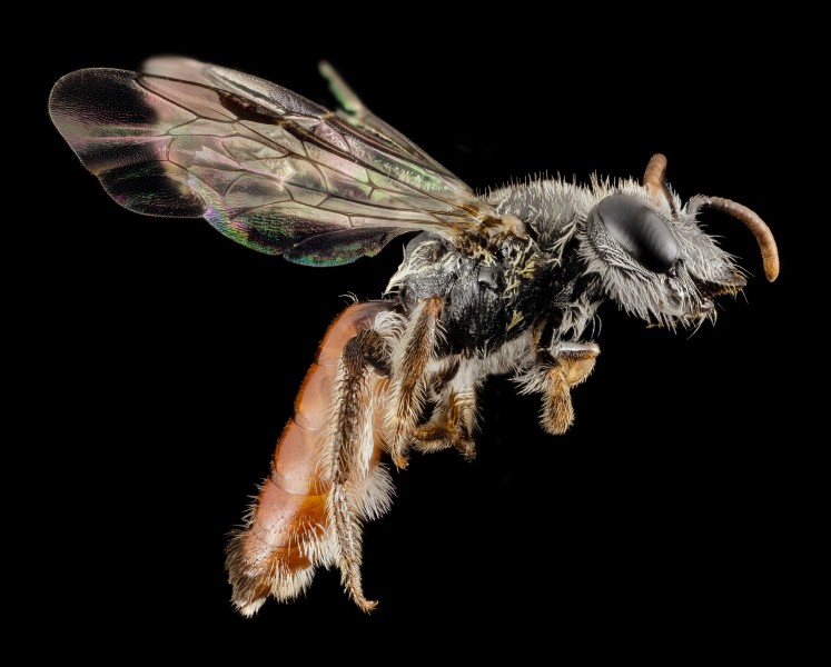 Euryglossidia, f, australia, side 2014-10-11-17.23.14 ZS PMax (15539887038)