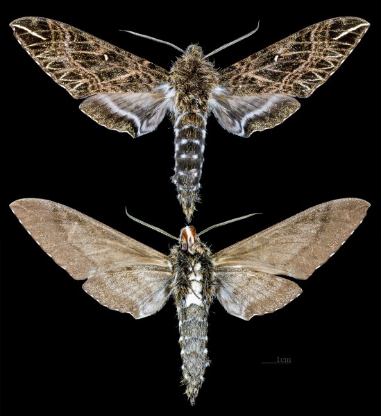 Euryglottis dognini MHNT CUT 2010 0 112 Limbo Chapare Cochabamba Bolivia male