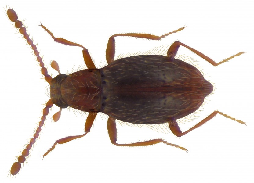 Euthiconus conicicollis (Fairmaire & Laboulbene, 1855) (4275634777)