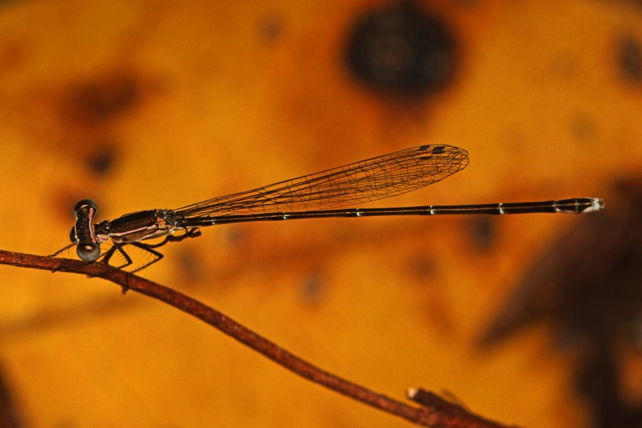 Everglades Sprite - Nehalennia pallidula, Gumbo Limbo Trail, Everglades National Park, Homestead, Florida - 11306314813