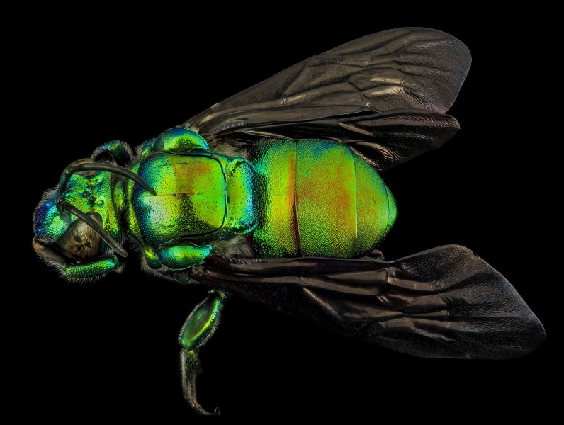 Exaerete frontalis, back, guyana 2014-06-18-17.19.27 ZS PMax (14441673496)