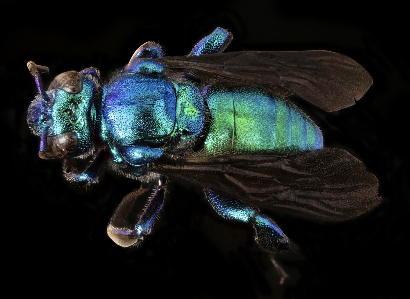 Exaerete smaragdina, m, bagaces, costa rica, back 2017-03-10-15.46 (33308806381)