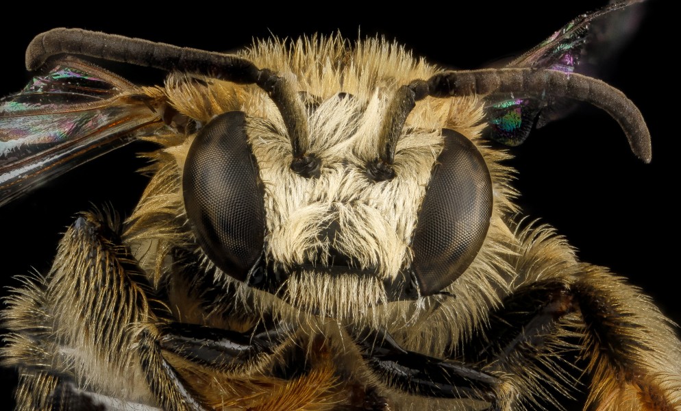 Exomalopsis analis, M, face, Dominican Republic, La Ve 2012-12-11-14.37.39 ZS PMax (8356759764)