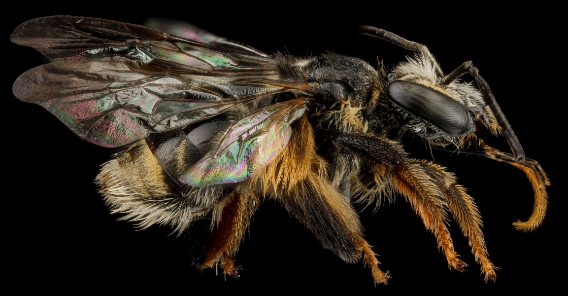 Exomalopsis analis f