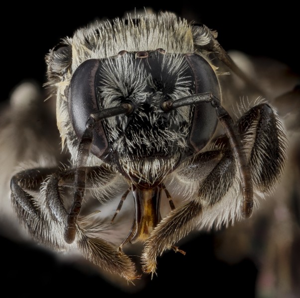 Exomalopsis pulchella, face 2012-06-28-16.18.30 ZS PMax (8224067788)