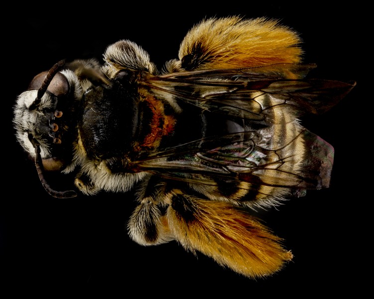 Exomalopsis similis, female, back 2012-07-03-14.48.58 ZS PMax (8222983893)