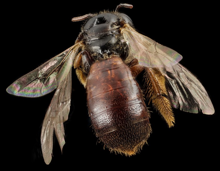 Exoneura species, f, australia, side 2014-11-01-22.14.29 ZS PMax (15616759667)