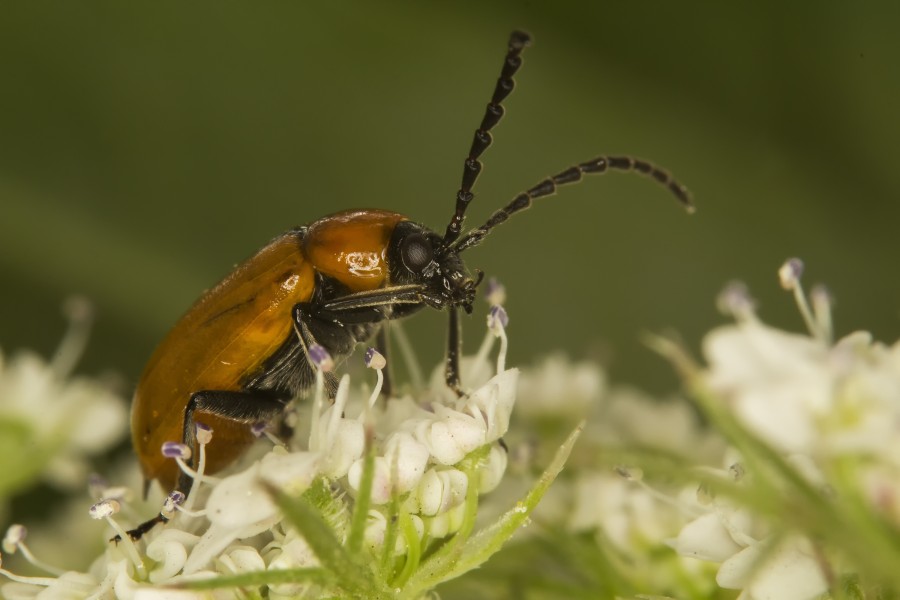 Exosoma lusitanicum (IMG 4925 1)