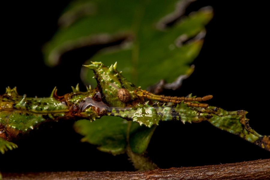 Extatosoma tiaratum 02