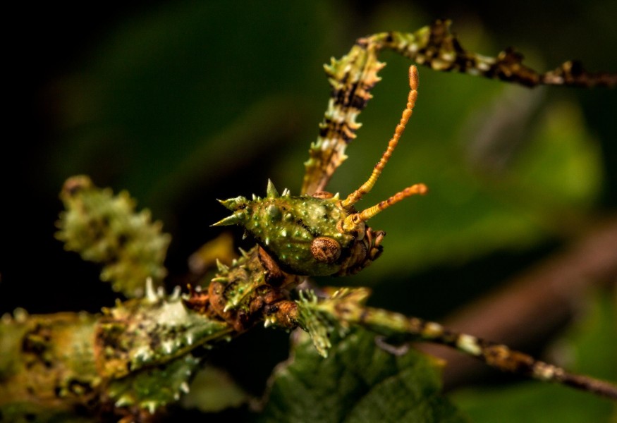 Extatosoma tiaratum 03